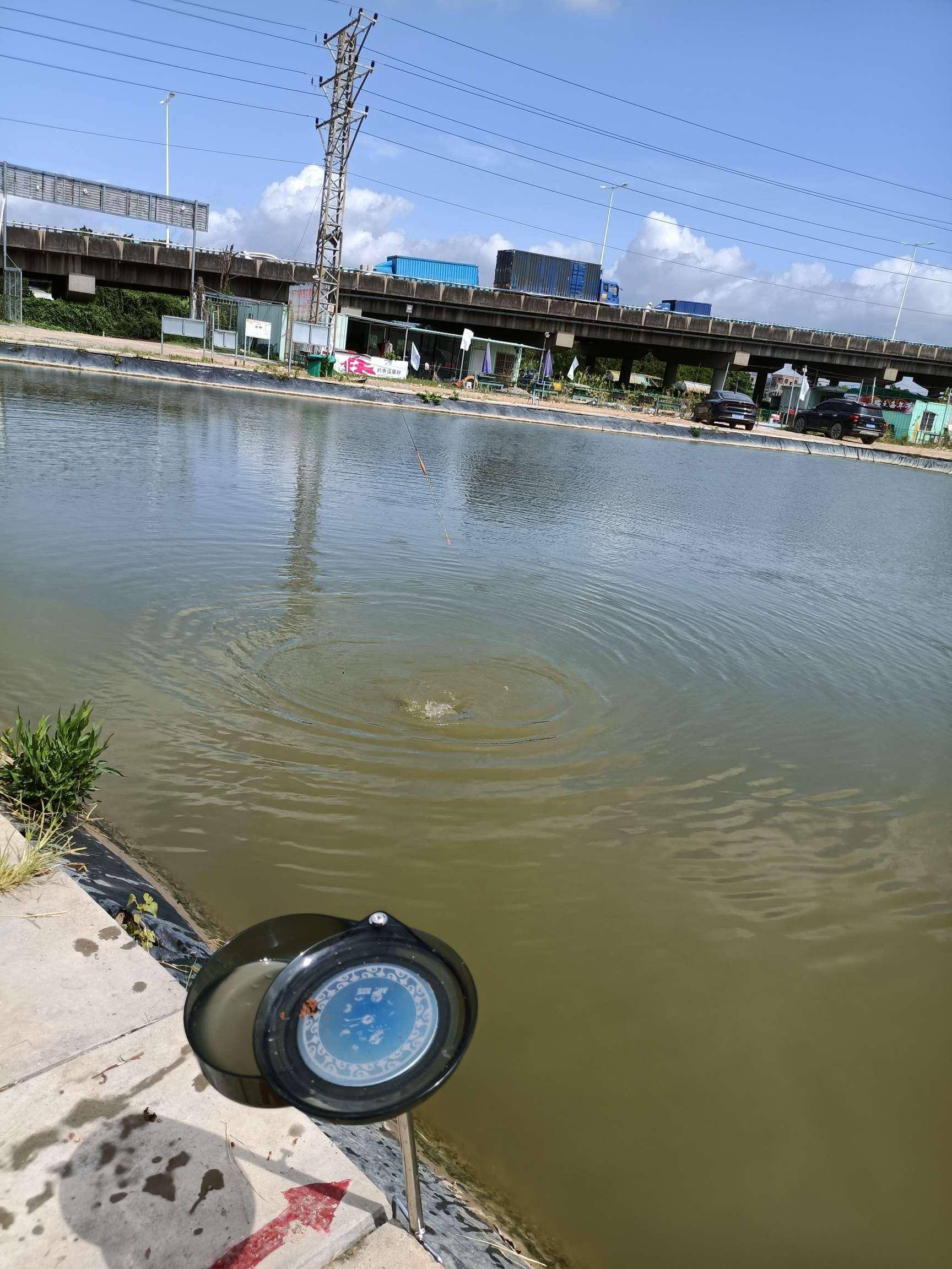 冬天黑坑锚鱼技巧(黑坑怎样锚鱼)