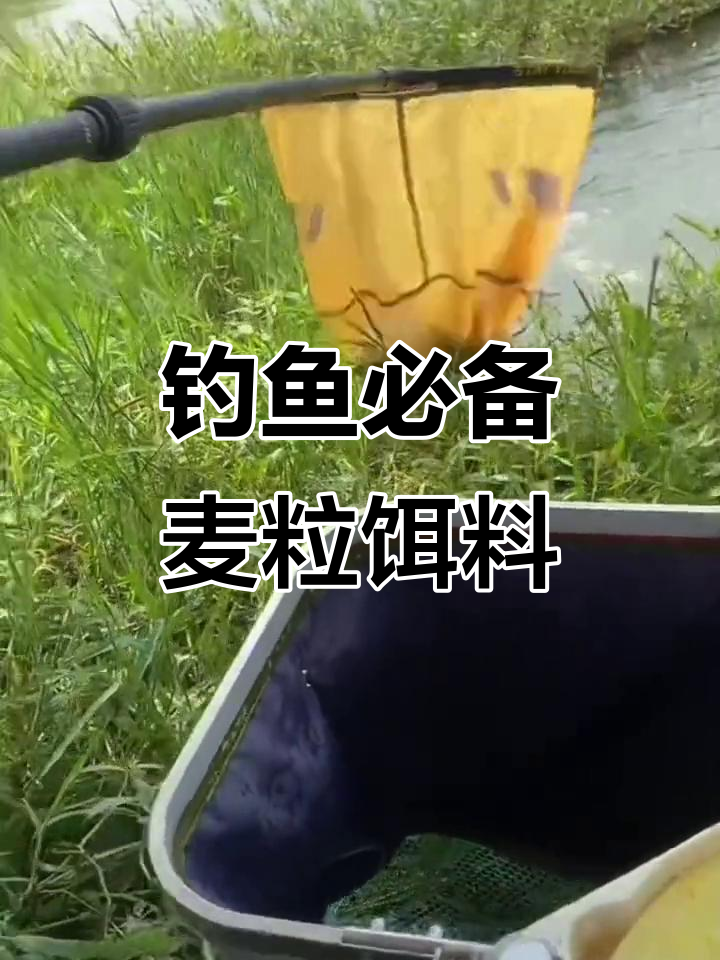麦粒当饵料(麦粒饵料哪个牌子好)