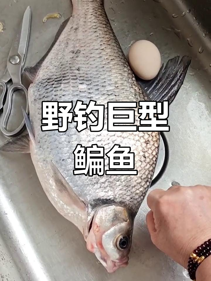初秋钓鳊鱼最佳饵料(秋季钓鳊鱼用什么饵料最好)