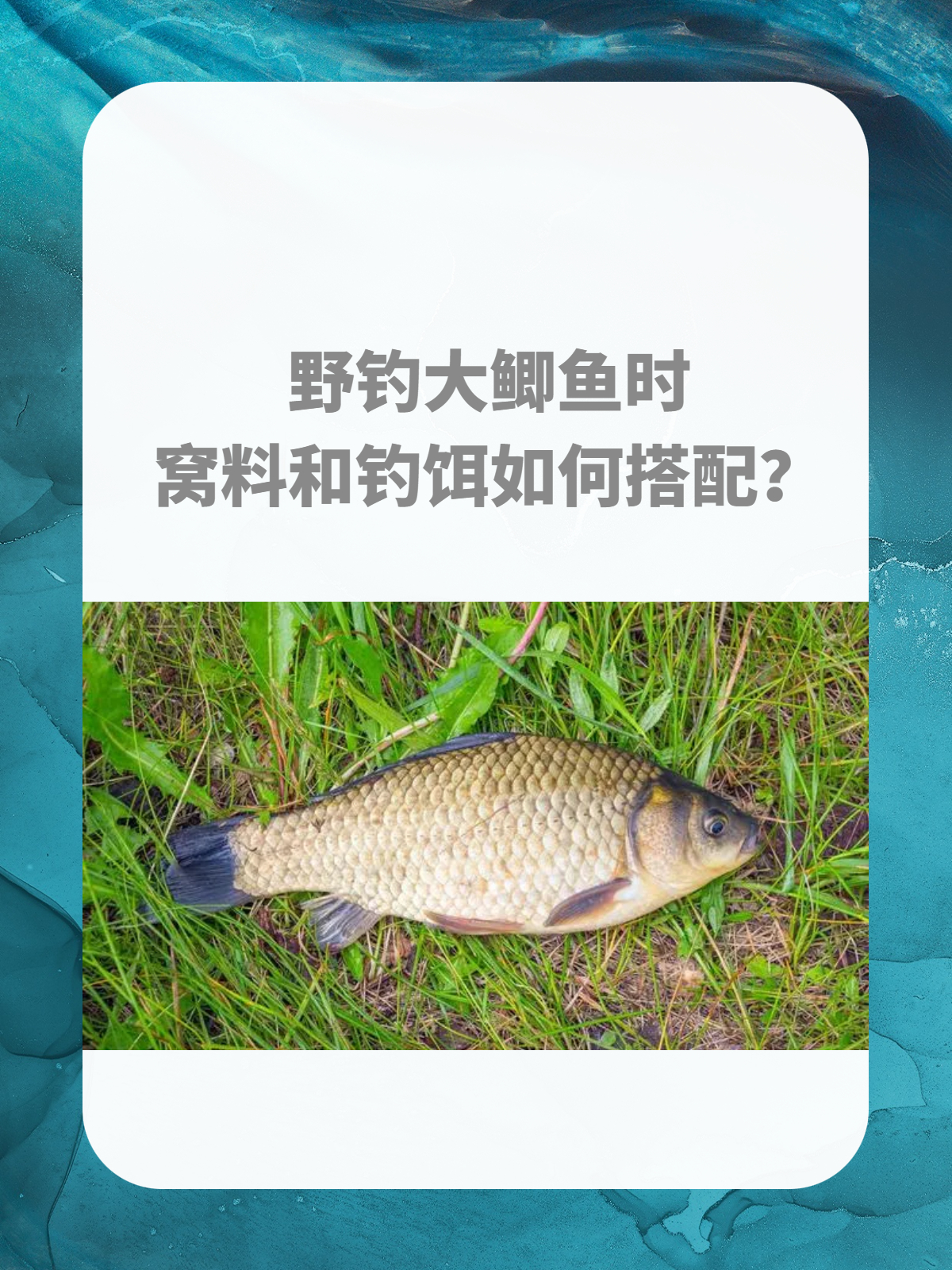 野生鲫鱼最佳饵料(野生鲫鱼用什么钓最好)