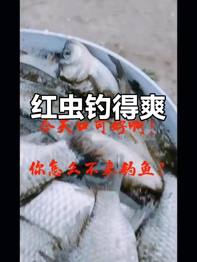 红虫野钓技巧(红虫野钓技巧视频)