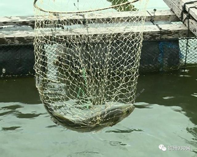 广西软州海钓(广西海边哪里可以钓鱼)
