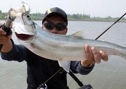 大河回水湾路亚(大河回水湾怎么选点)
