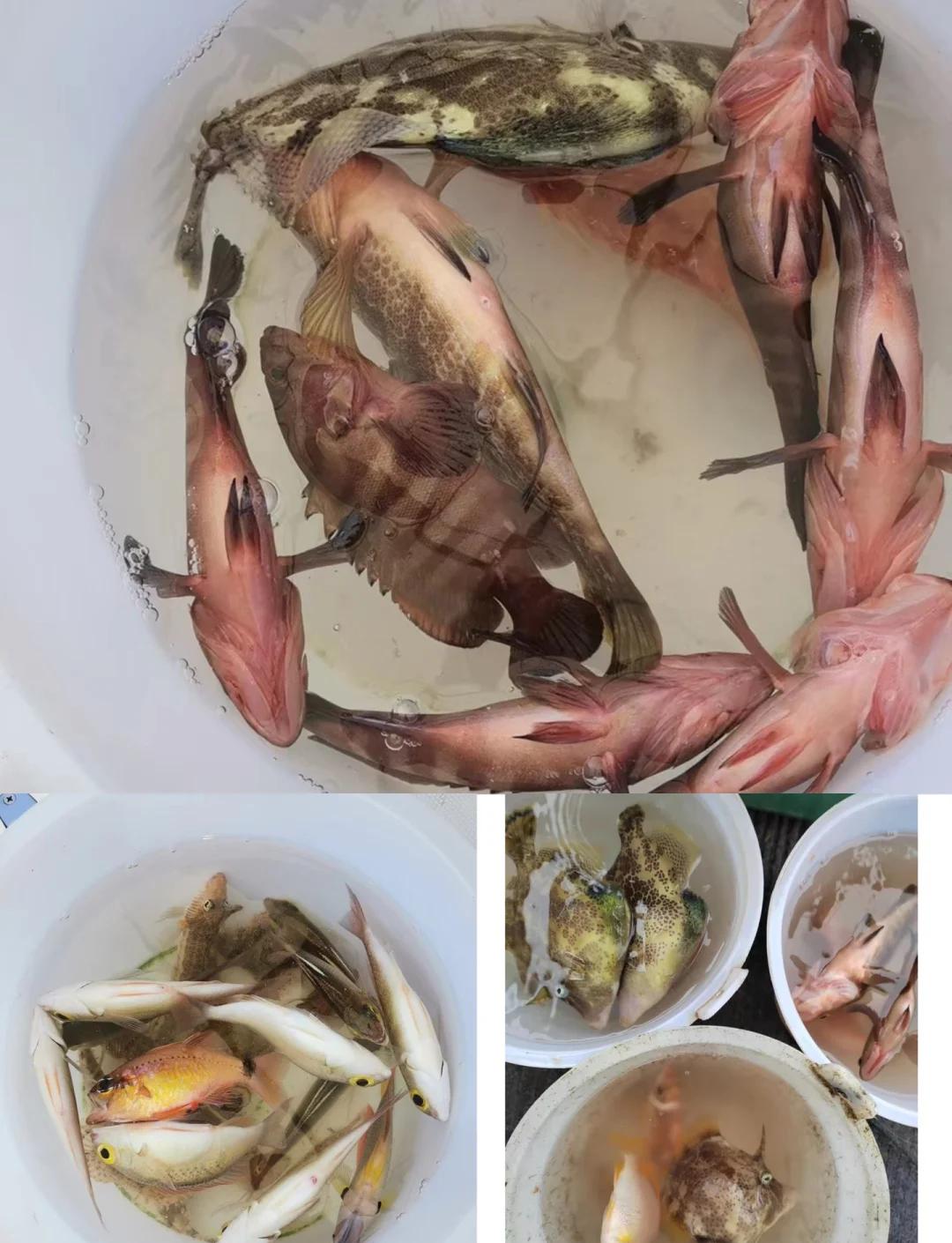 杭州湾怎么海钓(杭州湾钓鱼最好的地方)