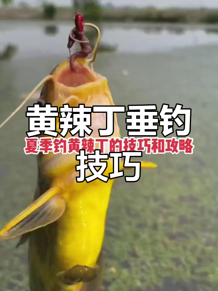 5月钓黄辣丁技巧(初春钓黄辣丁)