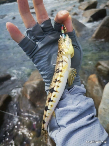 泉州海钓石斑鱼(泉州海钓石斑鱼的地方)