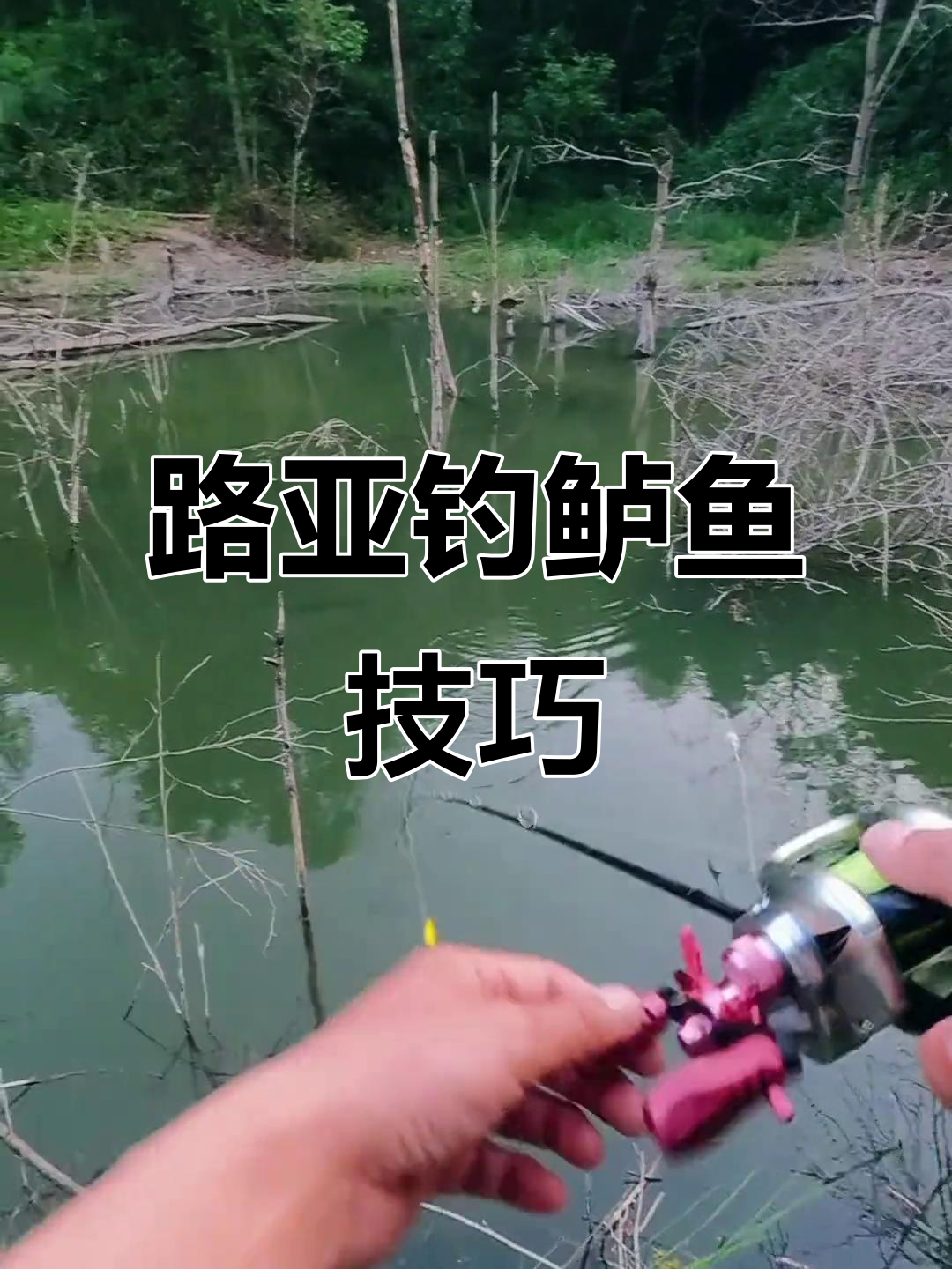 路亚鲈鱼技巧(路亚鲈鱼的操作手法和技巧)