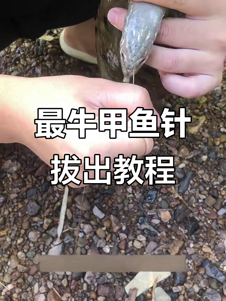 打甲鱼技巧怎么看甲鱼(打甲鱼技巧怎么看甲鱼的年龄)