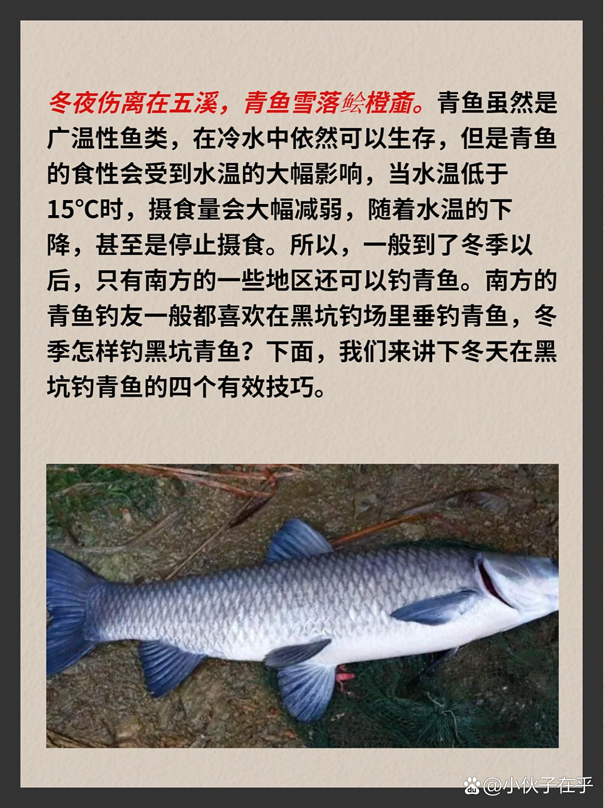黑坑青鱼提竿时机技巧(黑坑钓青鱼的技巧谁知道啊?)