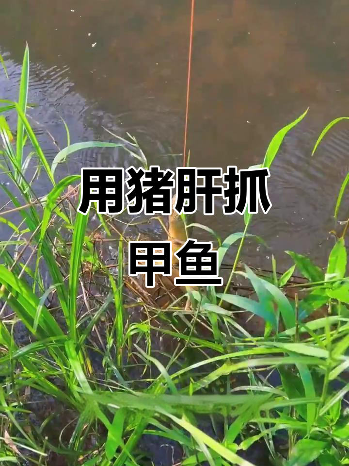 秋冬季猪肝钓鱼技巧(冬天猪肝钓鱼)