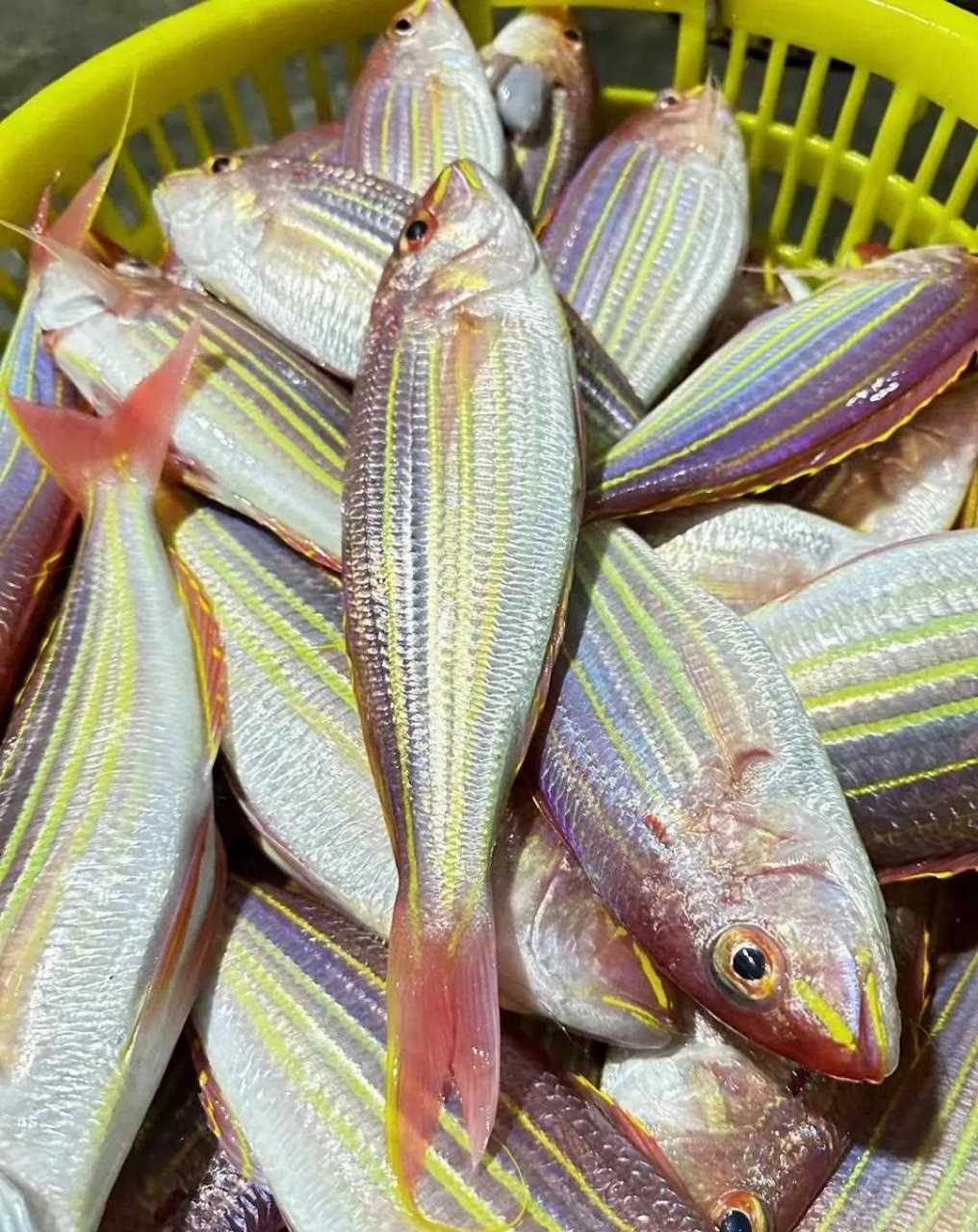 海钓季节鱼(海钓旺季是几月)