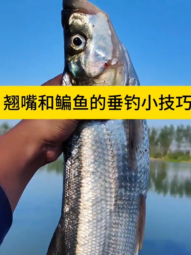 春季钓鳊鱼技巧(春季如何钓鲻鱼)
