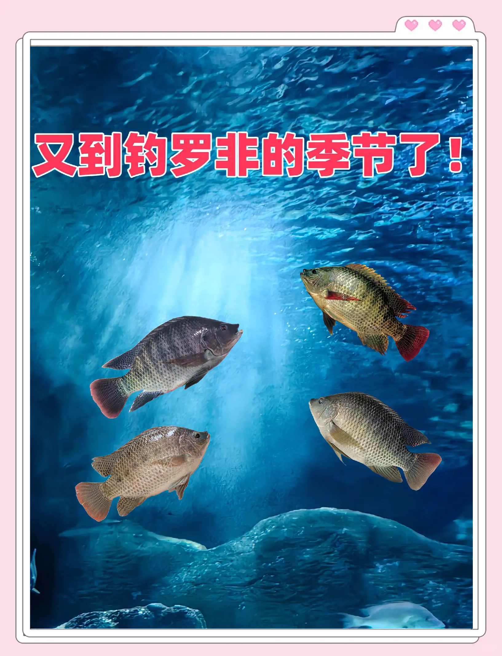 黑坑钓罗非方法和技巧(黑坑钓罗非视频)