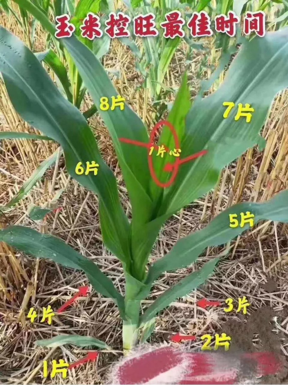 玉米钓提竿时机技巧(玉米垂钓技巧)