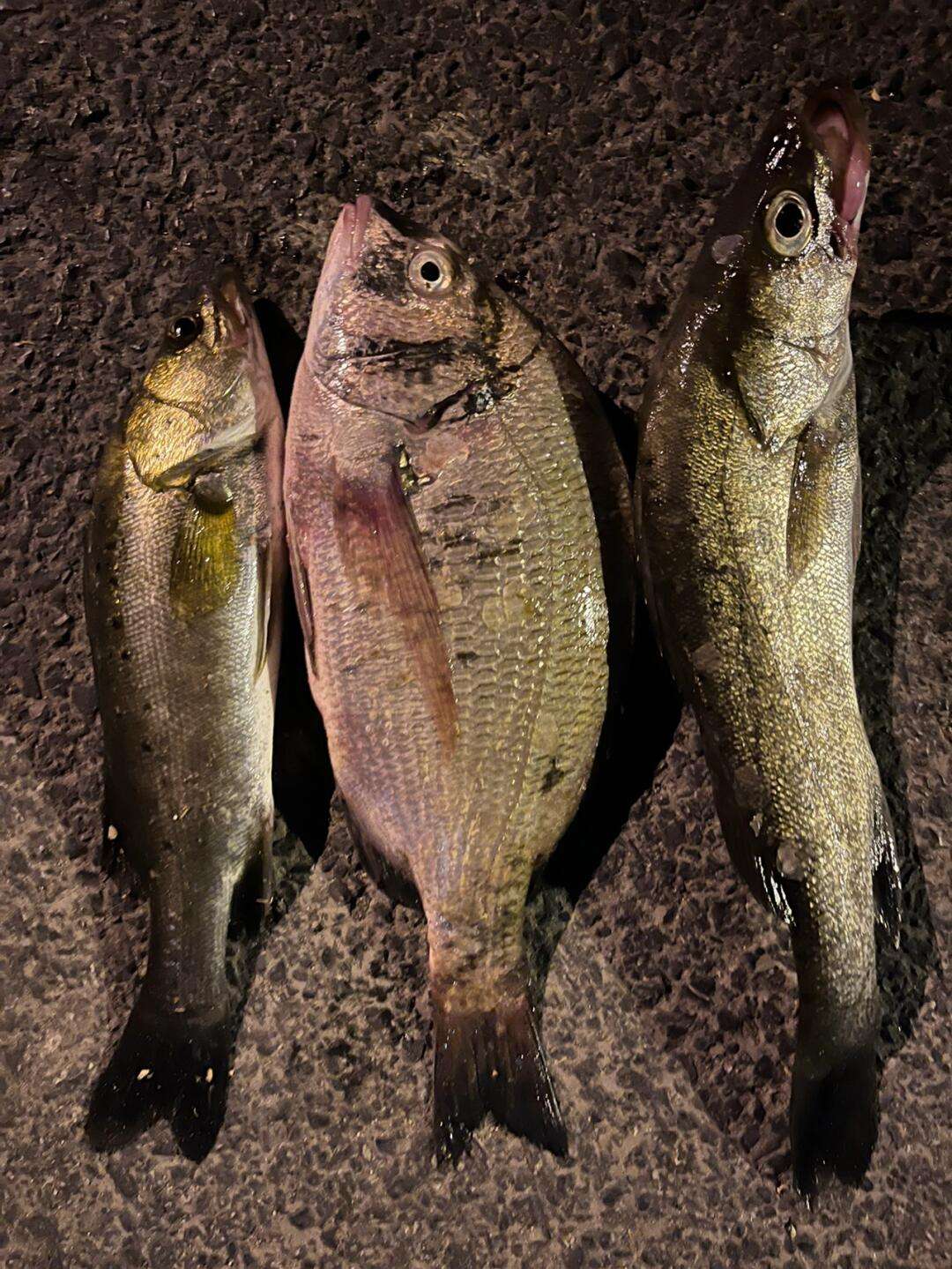 海钓扣洞(海钓鱼钩)