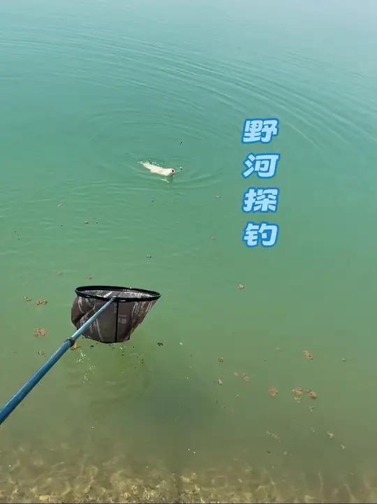 野河钓鱼技巧江西(野河野钓)
