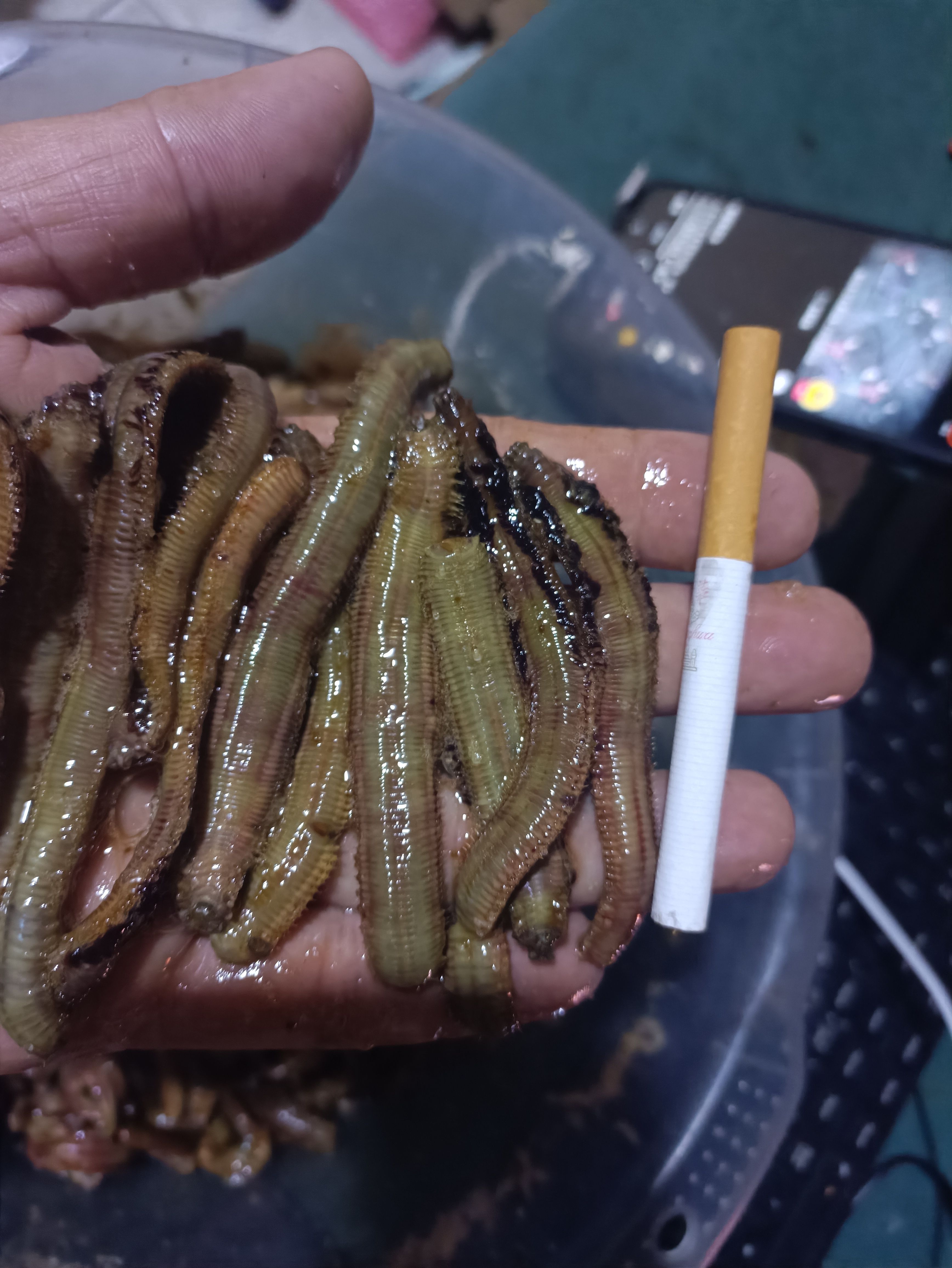 海钓什么饵适合远投(海钓什么饵适合远投和近投)