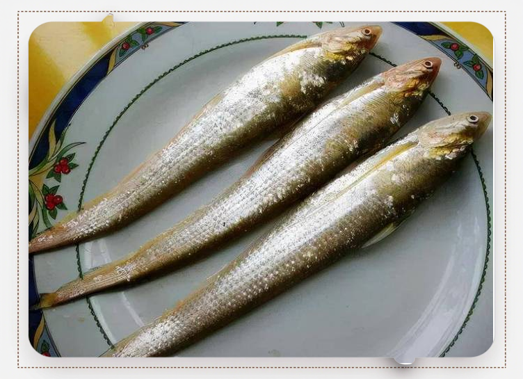 冬天前海钓什么鱼(冬季海钓沿岸钓什么鱼)