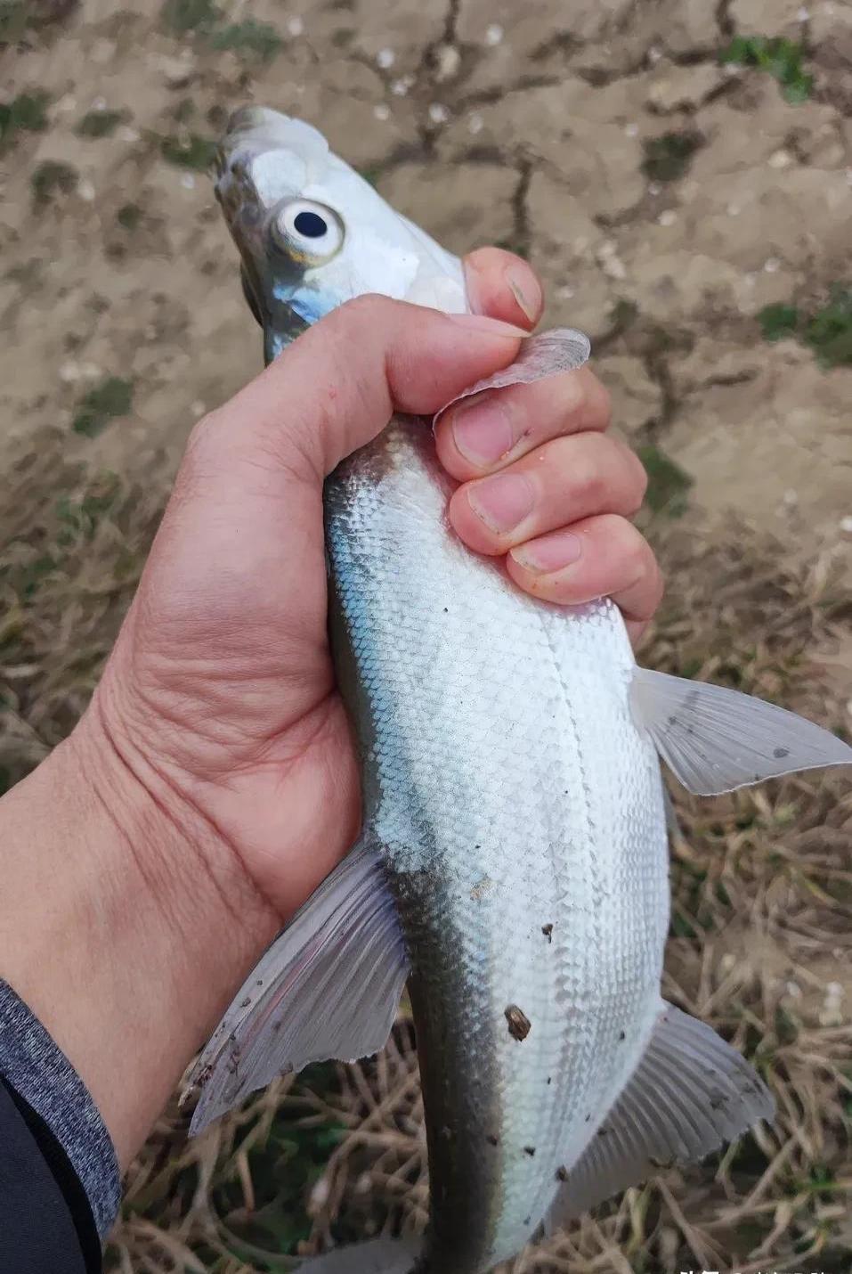 临海钓什么鱼(临海钓什么鱼比较好)