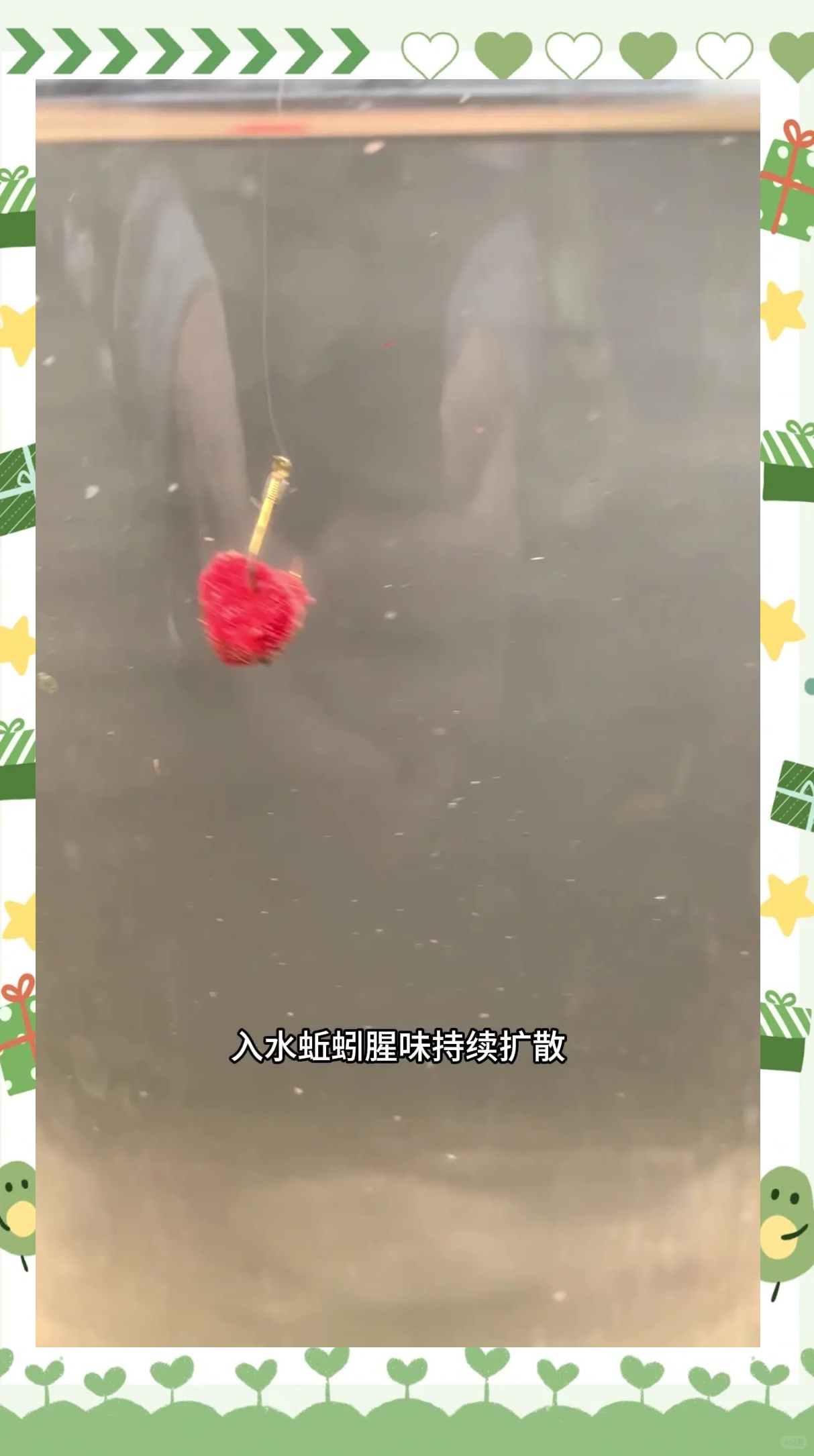 蚯蚓捣烂加入饵料(蚯蚓弄碎加在商品饵)