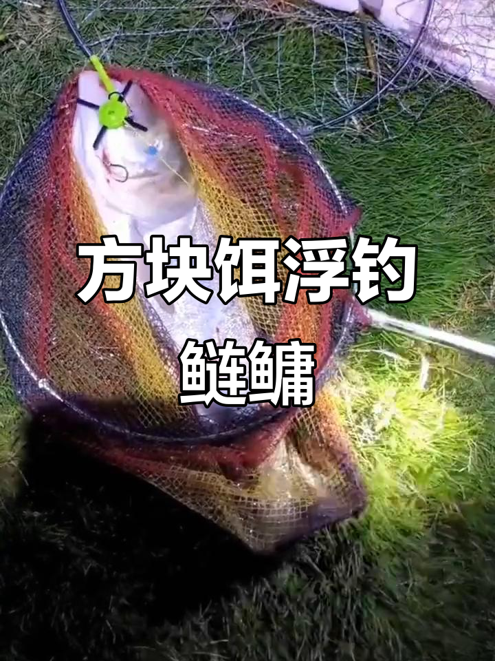 打抛竿用饵技巧视频(抛竿打窝视频)