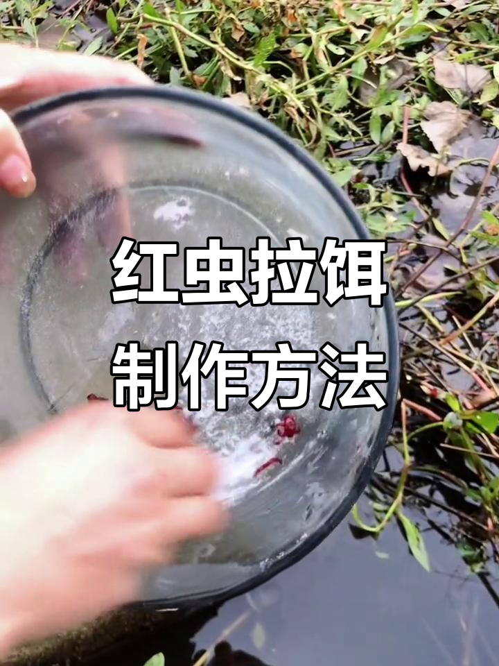 红虫串钩钓鲫鱼技巧(串钩红虫怎么挂上鱼率高)