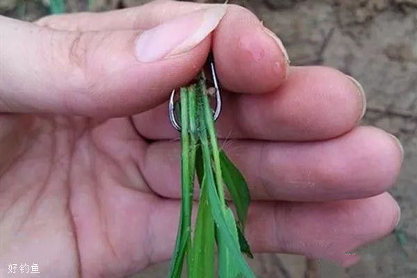 实用野钓草窝技巧之我见(做草窝钓草鱼的方法)