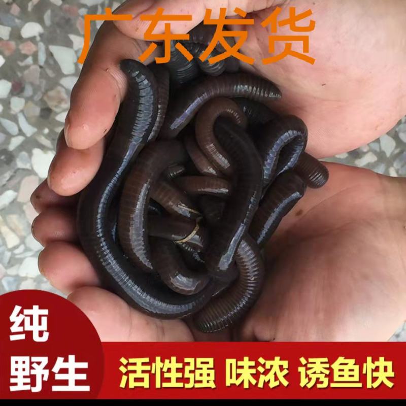 广东渔具店要蚯蚓吗(渔具店蚯蚓哪里进货的)