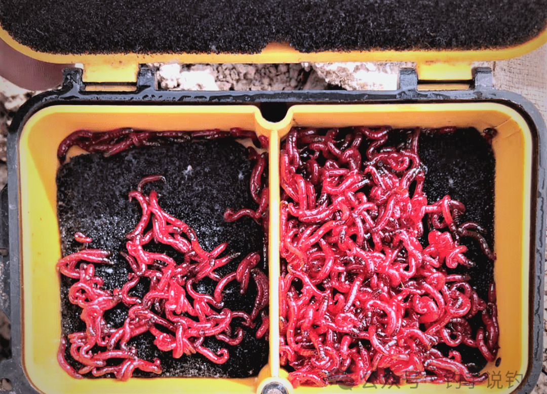 冬天红虫钓鱼技巧视频(冬天野钓用红虫闹小鱼)