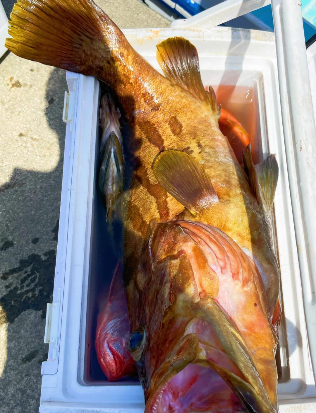 南油海钓在哪里(南油海钓在哪里可以钓到)