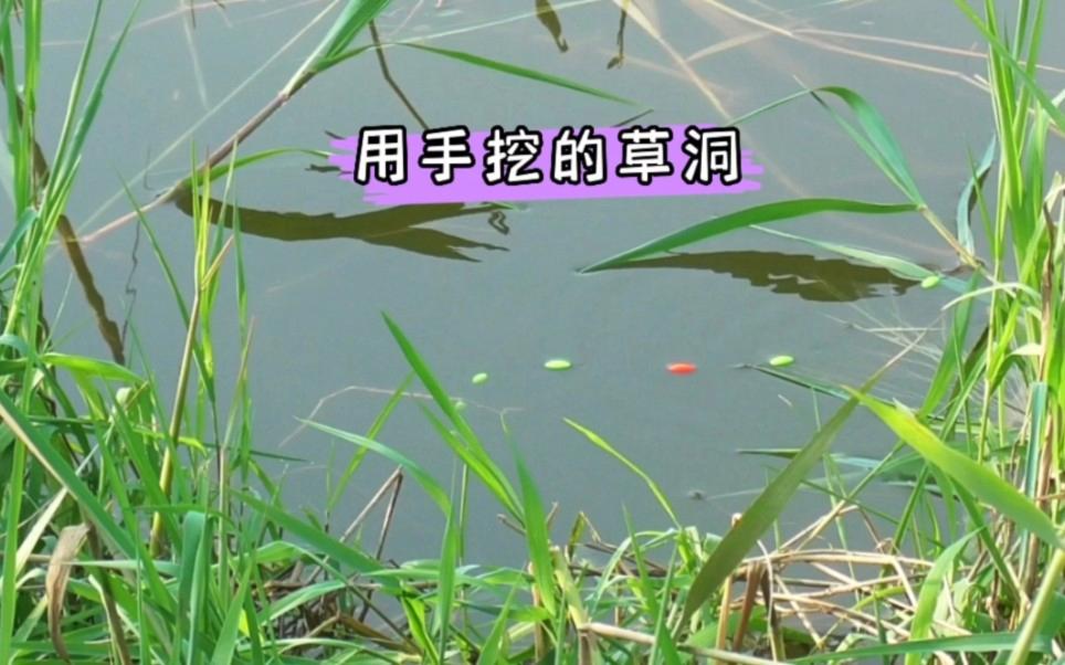 春季草洞钓鱼技巧(草洞怎么钓鱼)
