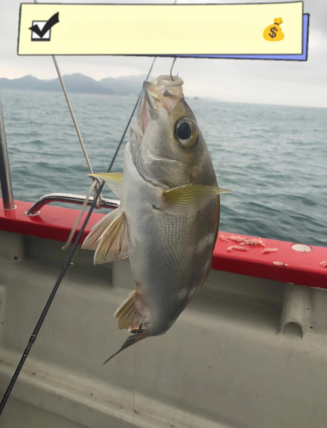 龙口海钓地点免费(龙口海钓现在开始了吗?)