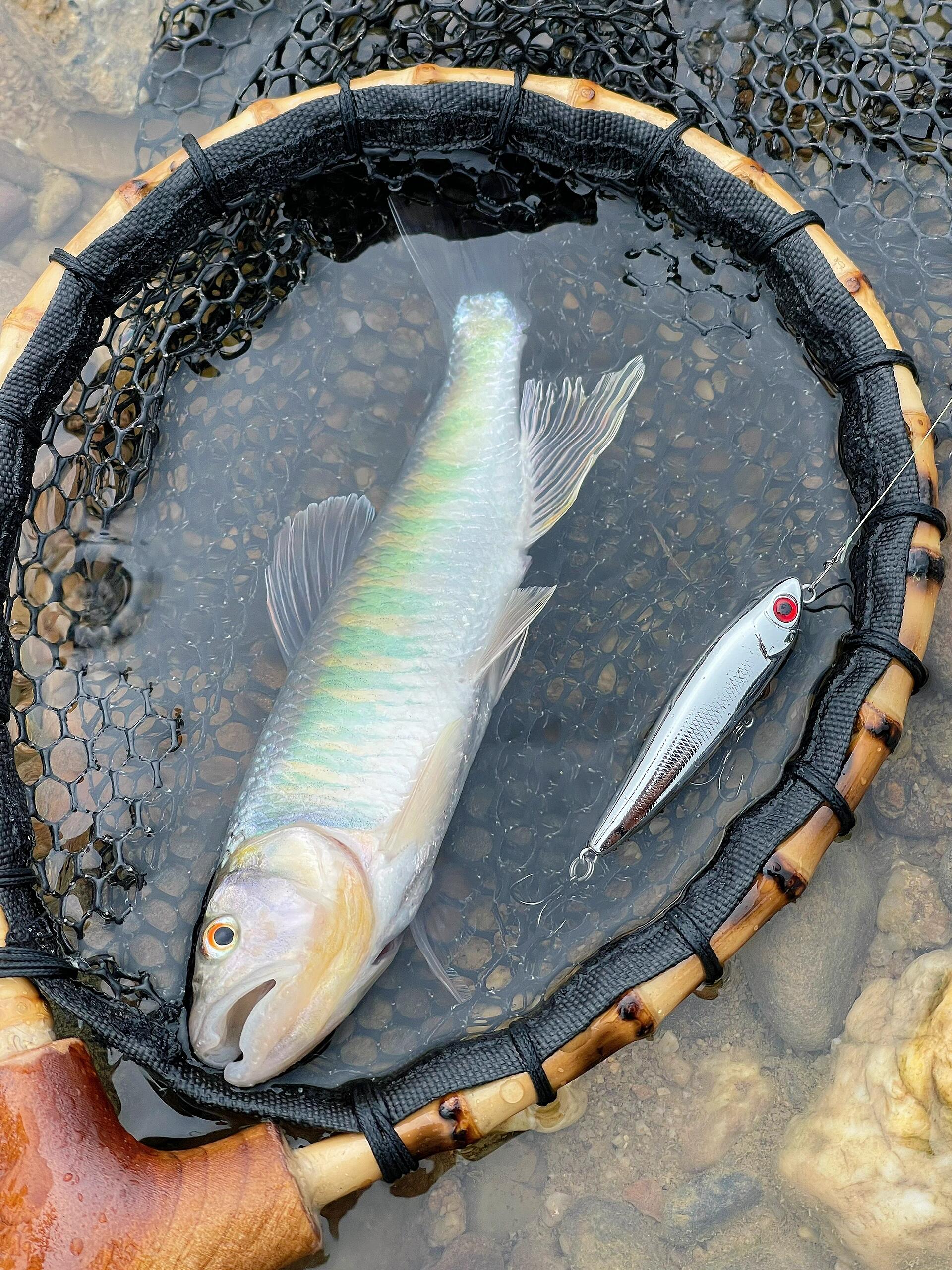 路亚crank钓获(professional fishing路亚饵)
