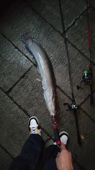 路亚crank钓获(professional fishing路亚饵)