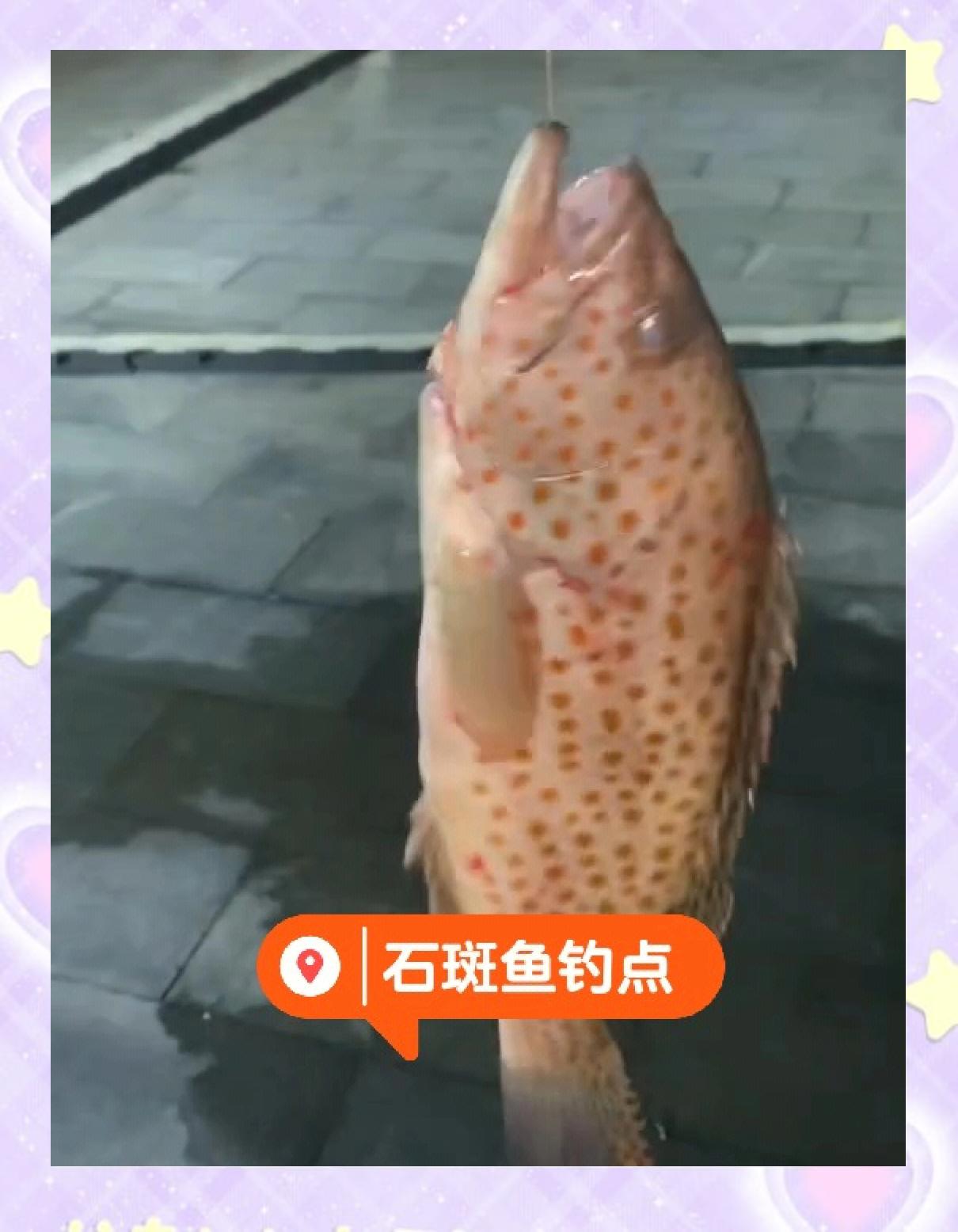 深海钓大石斑鱼技巧(深海石斑钓组)