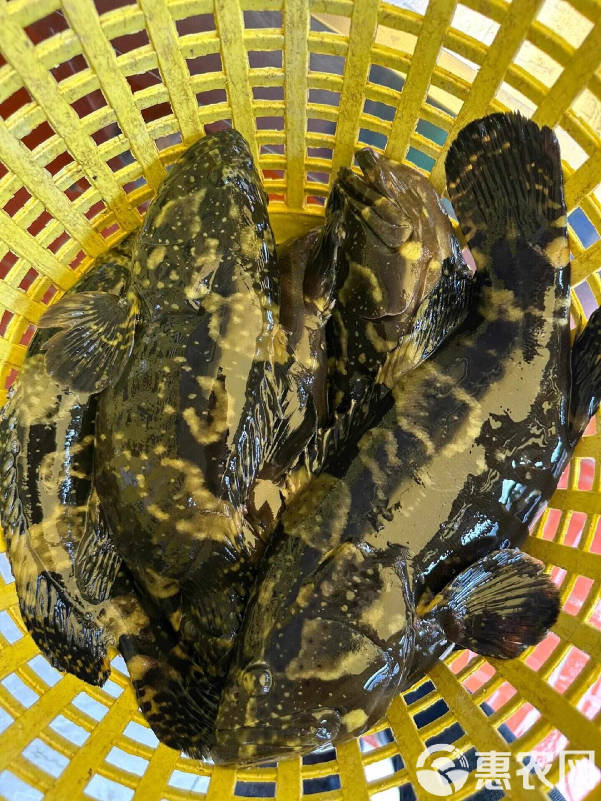 深海钓大石斑鱼技巧(深海石斑钓组)