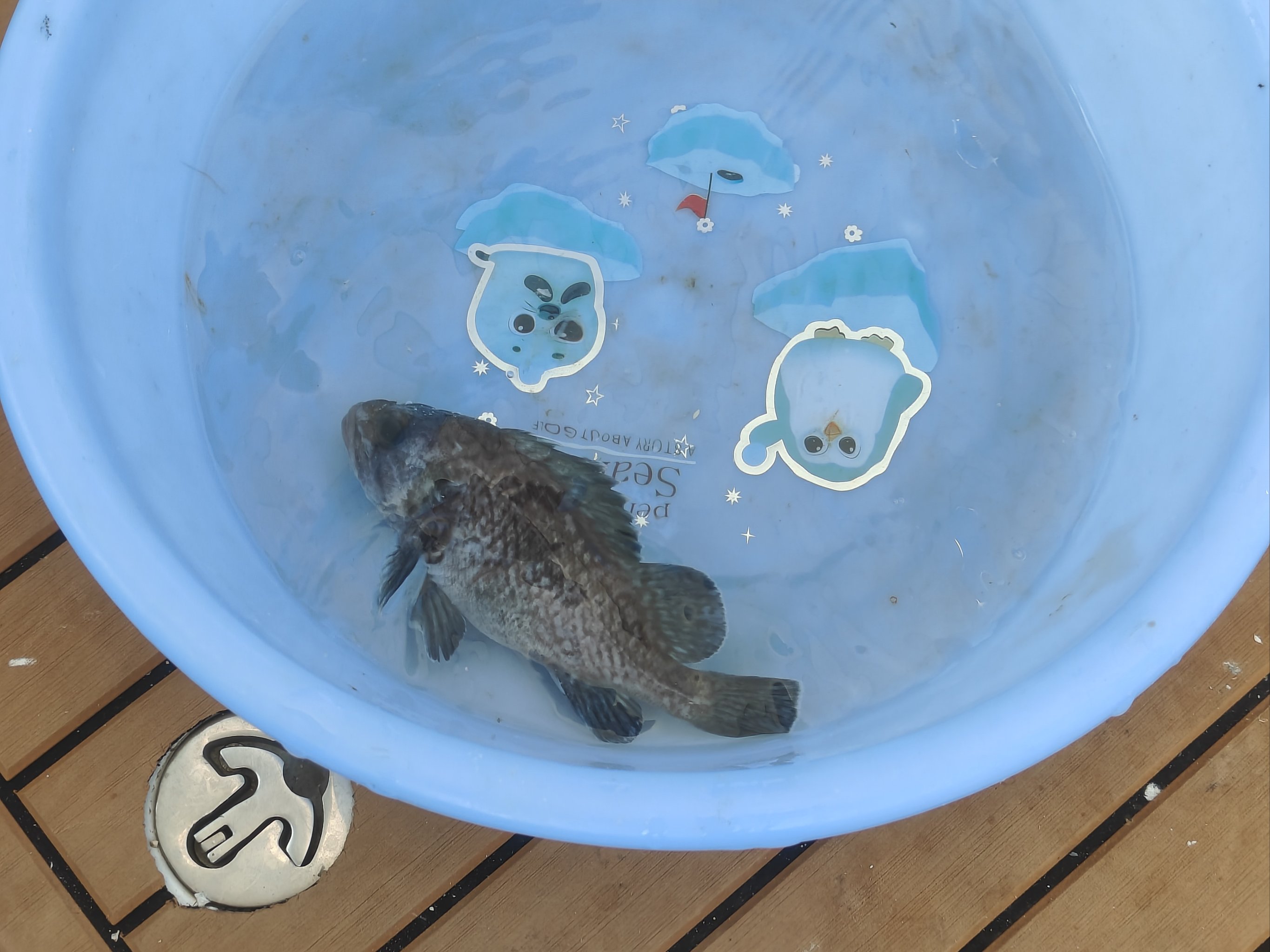自己海钓窝(简单自制海钓打窝料配方)