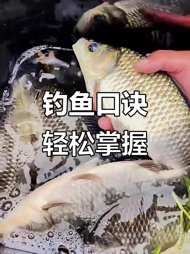鲫鱼钓法技巧野钓视频(钓鲫鱼技术视频)