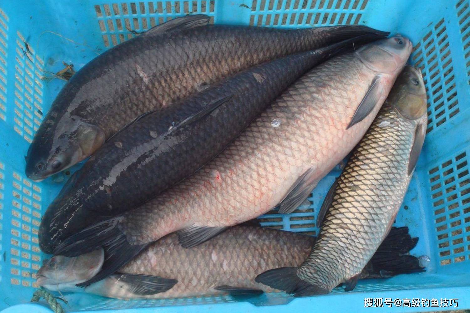 秋天池塘钓青鱼技巧视频(秋天池塘钓青鱼技巧视频大全)