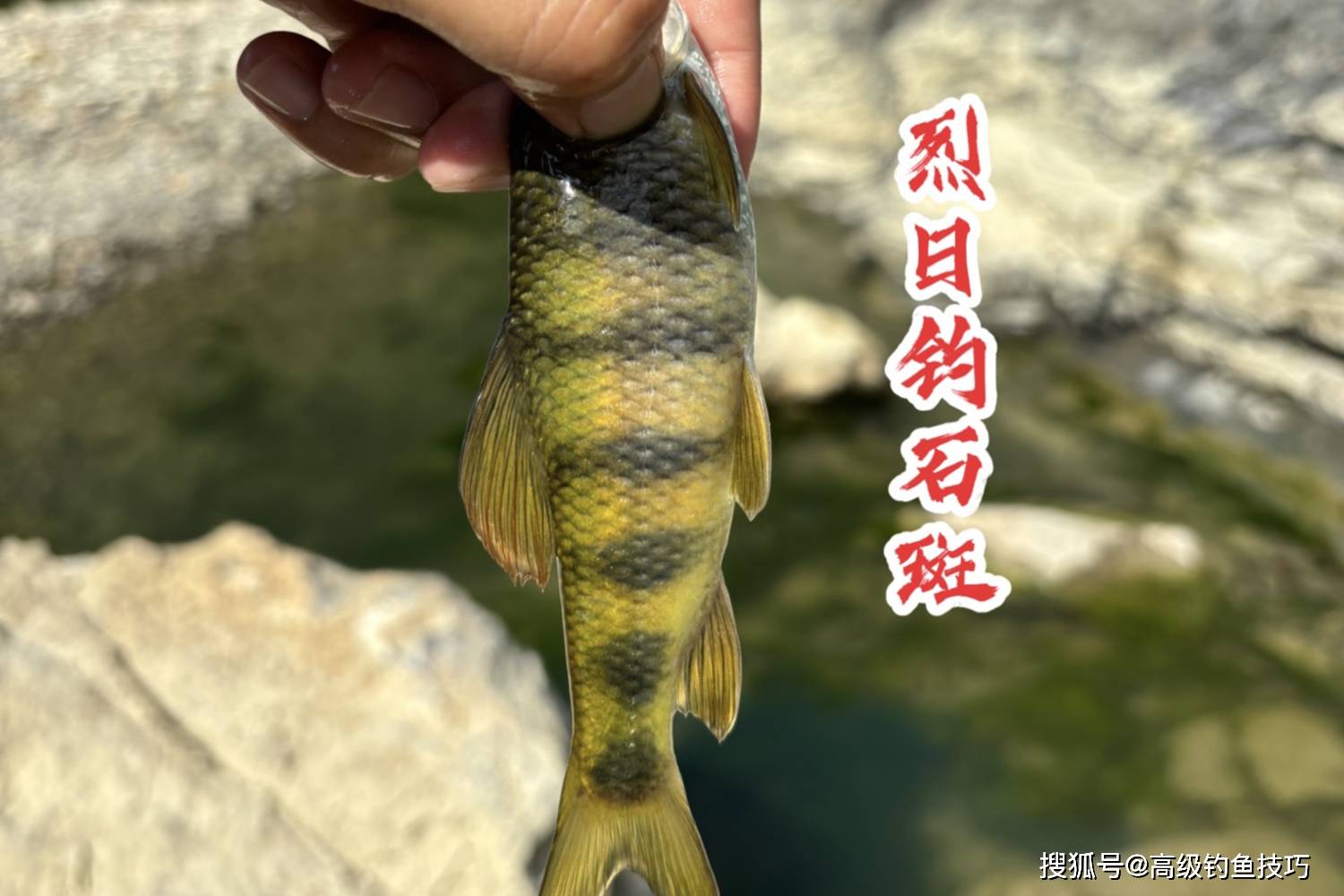 钓小溪鱼技巧用什料(小溪钓鱼视频钓鱼视频大全)