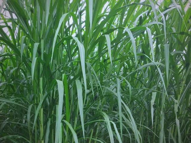 超厚重草区打黑技巧(厚草打黑用什么蛙)