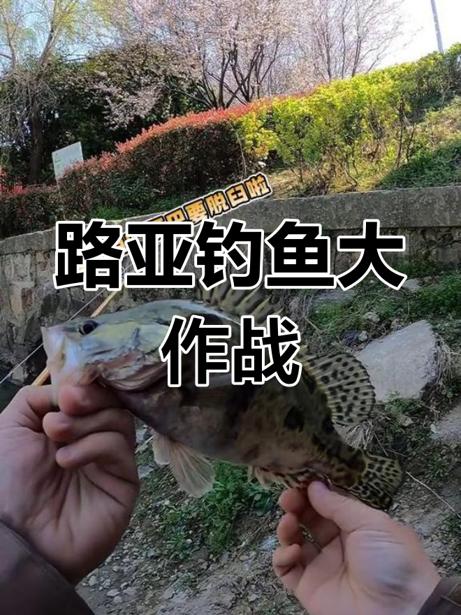 鳜鱼路亚钓鱼时间(鳜鱼路亚季节和环境)