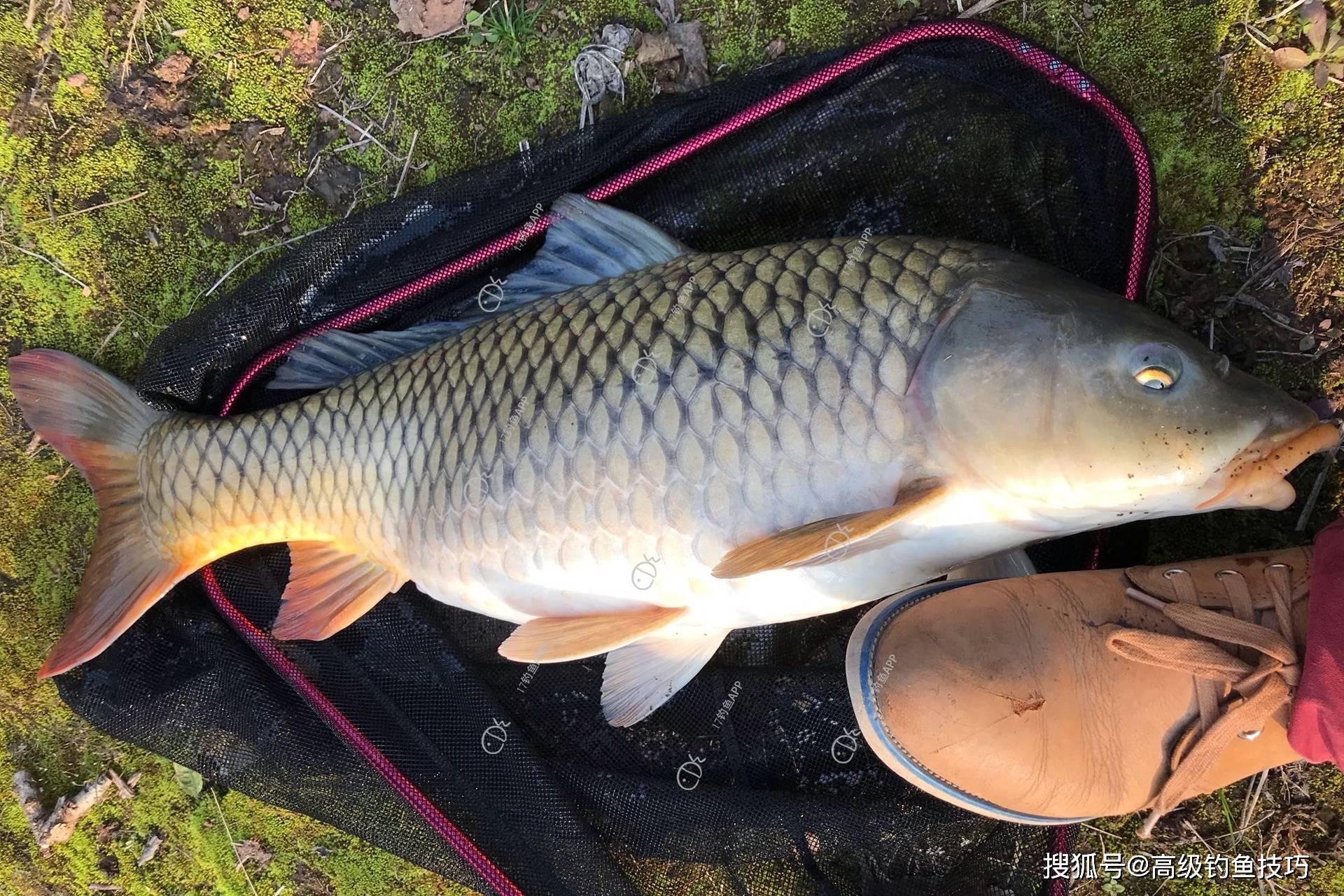 钓鱼技巧鲤鱼(钓鲤鱼诀窍)