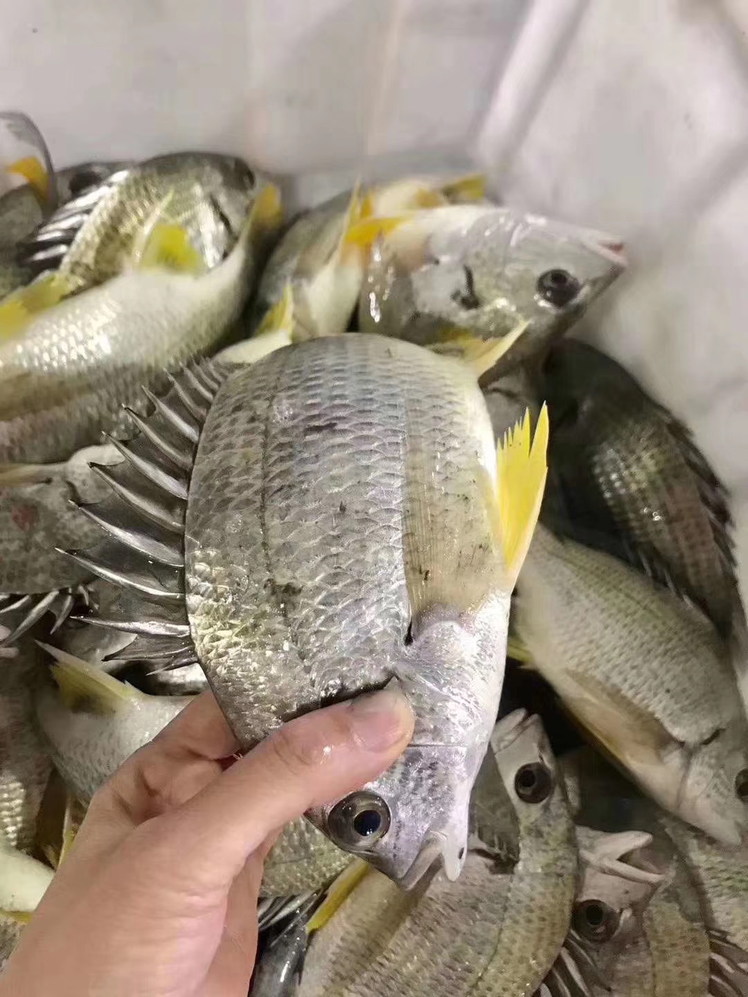 海钓用鸭肝可以(7月份海钓钓什么鱼最好)