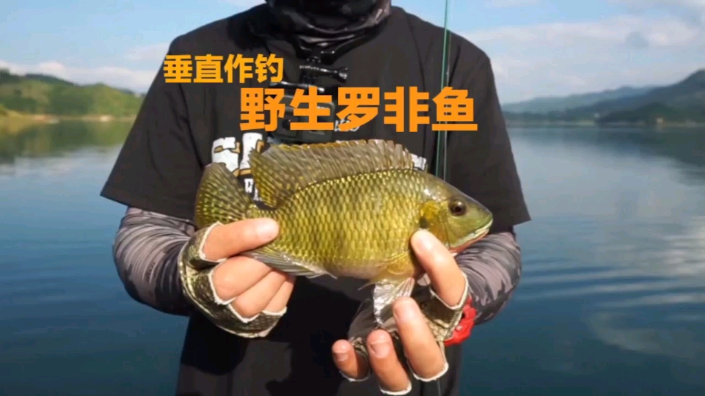 路亚罗菲(路亚罗非技巧)
