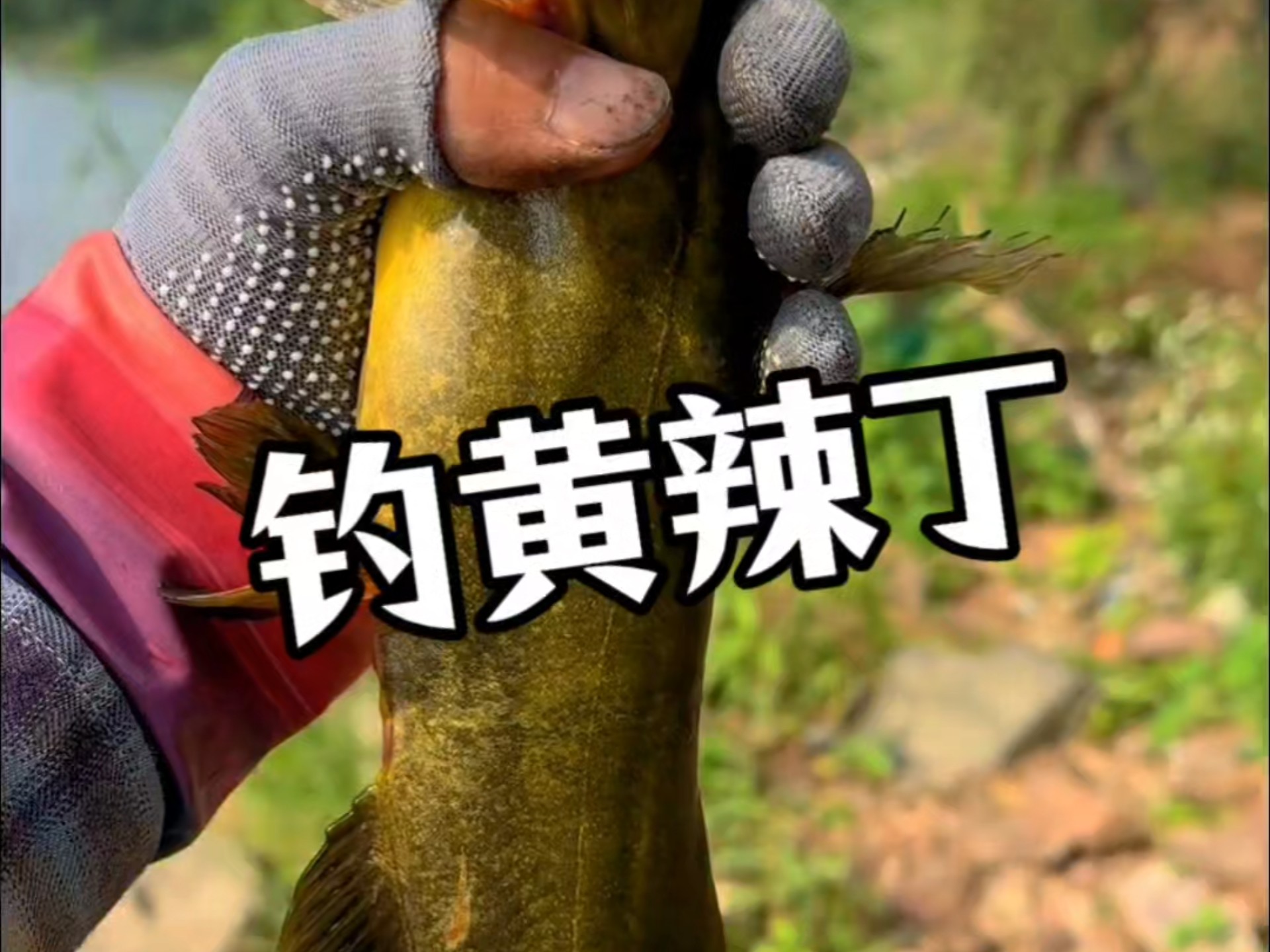 钓黄拉丁技巧(钓黄拉丁怎么打窝)