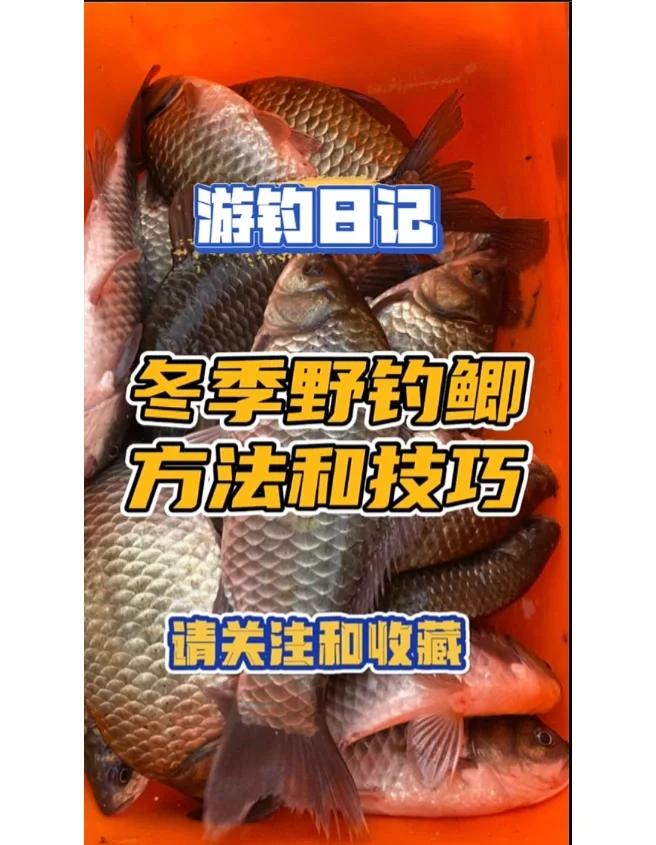 冬季大河台钓技巧(冬季大河台钓技巧和方法)