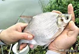 鱼鹰子饵料配方(钓雅鱼商品饵料配方)