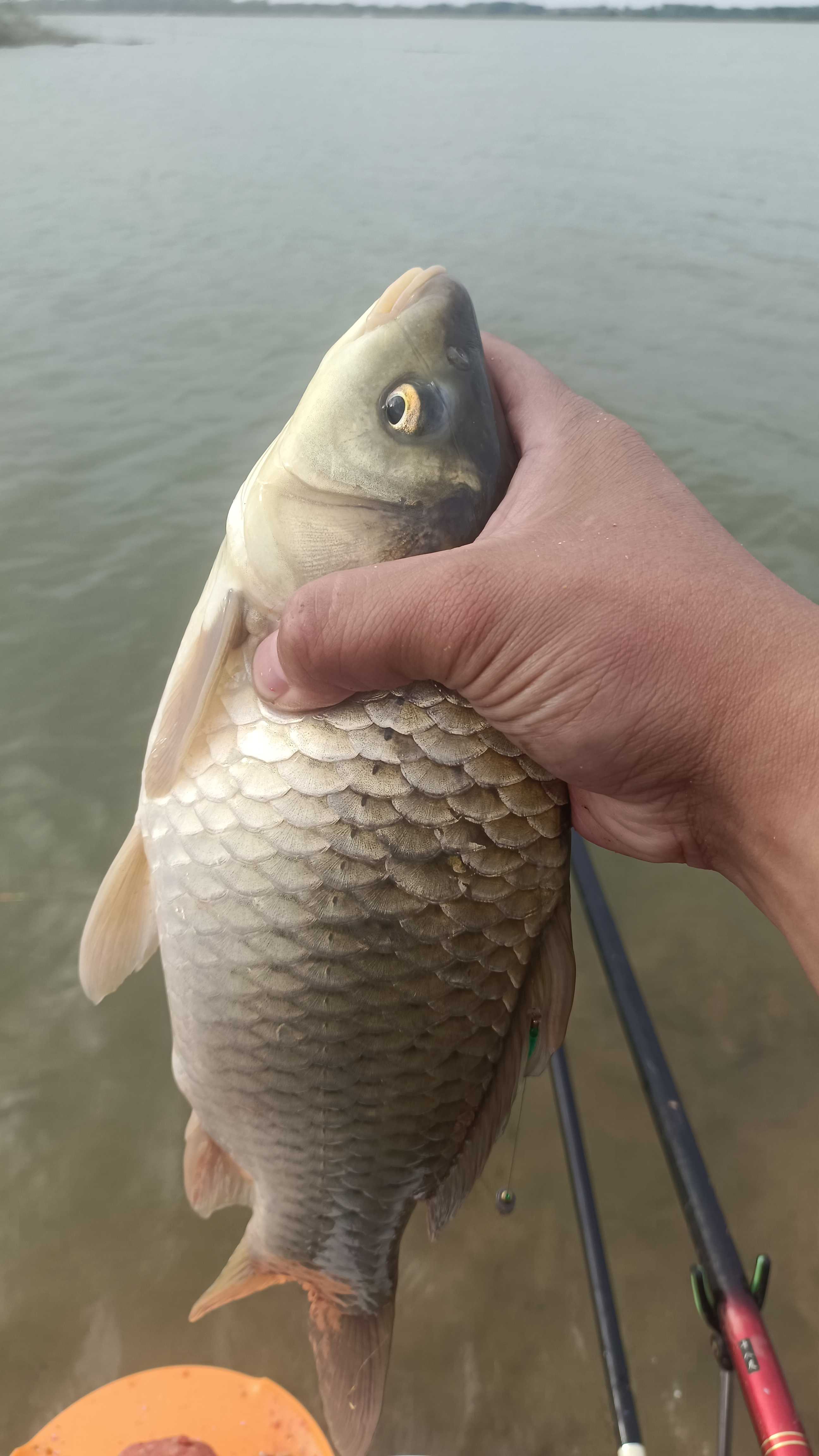 水流极快钓鱼技巧(水流极快钓鱼技巧视频)