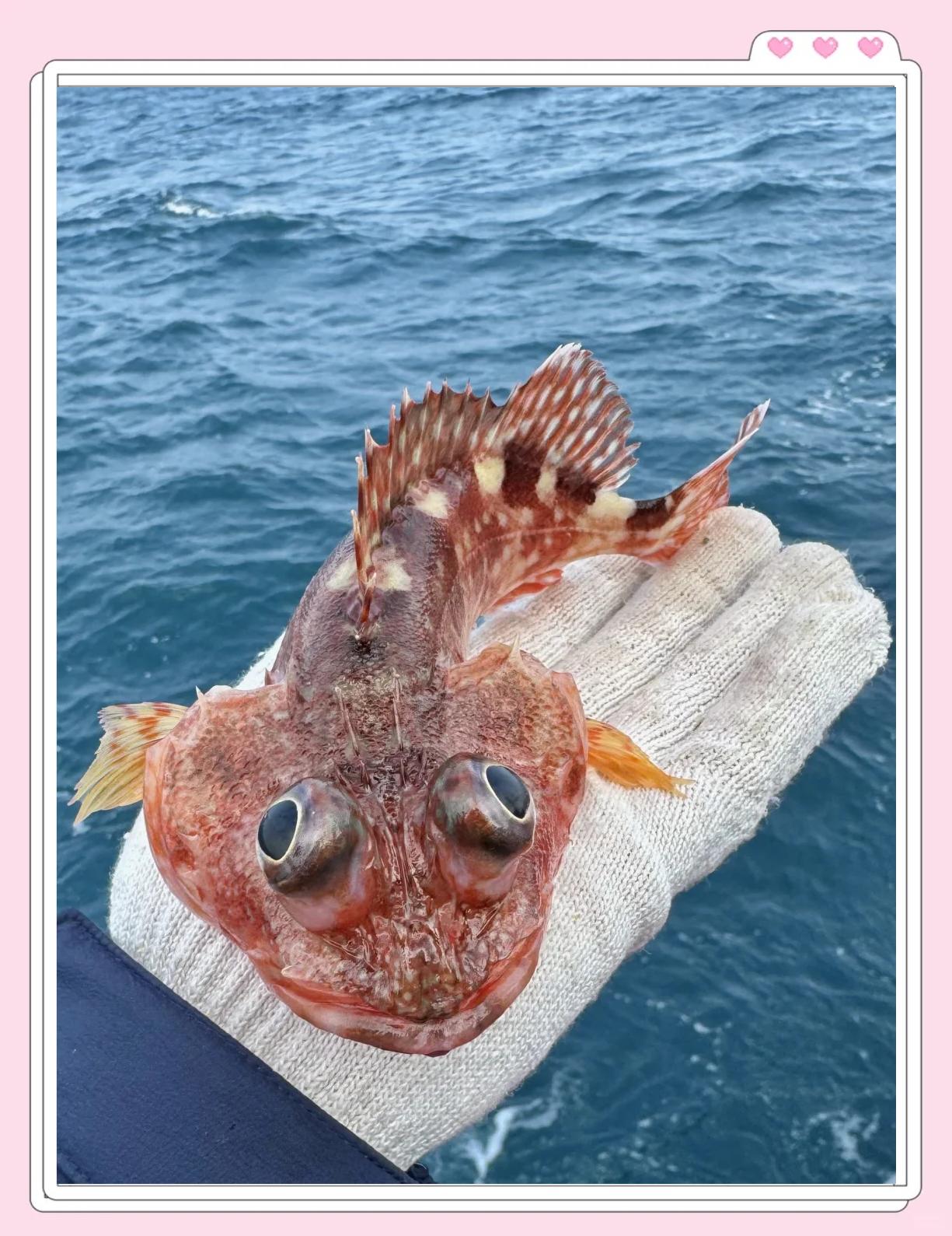 济州岛海钓季节(济州岛矶钓)